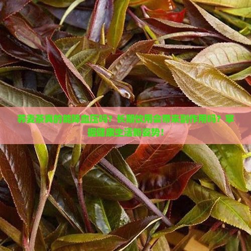 荞麦茶真的能降血压吗？长期饮用会带来副作用吗？掌握健康生活新姿势！