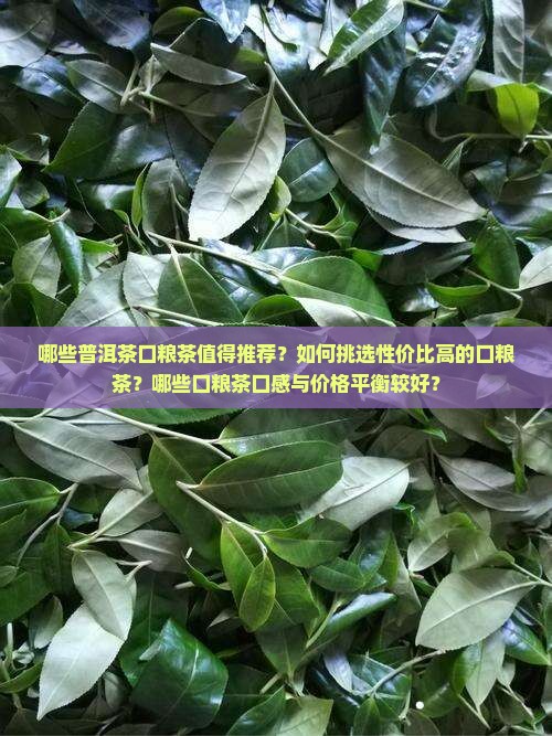 哪些普洱茶口粮茶值得推荐？如何挑选性价比高的口粮茶？哪些口粮茶口感与价格平衡较好？