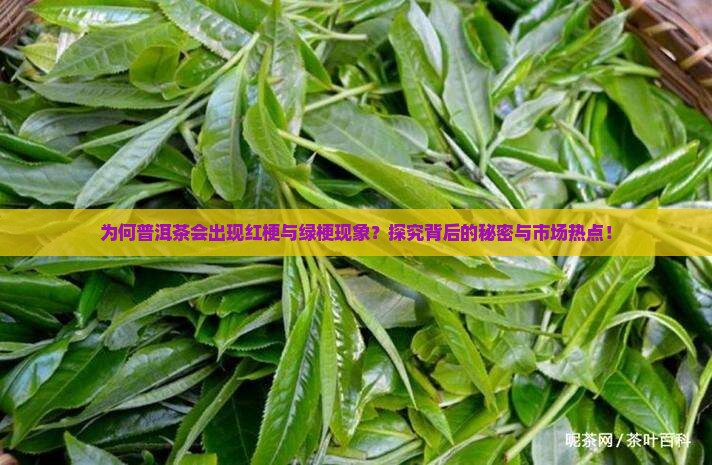 为何普洱茶会出现红梗与绿梗现象？探究背后的秘密与市场热点！