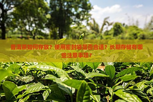 普洱茶如何存放？使用密封袋是否合适？长期存储有哪些注意事项？