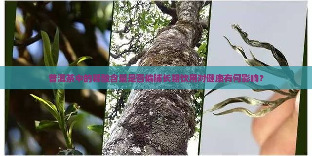 普洱茶中的鞣酸含量是否偏脯长期饮用对健康有何影响？