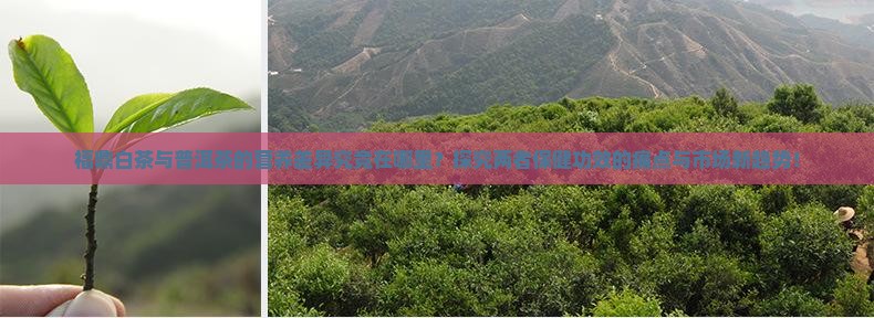 福鼎白茶与普洱茶的营养差异究竟在哪里？探究两者保健功效的痛点与市场新趋势！