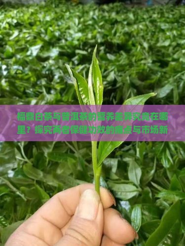 福鼎白茶与普洱茶的营养差异究竟在哪里？探究两者保健功效的痛点与市场新趋势！