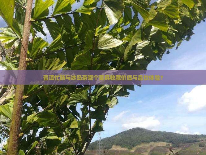 普洱忙肺与冰岛茶哪个更具收藏价值与品饮体验? 普洱忙肺与冰岛茶哪个更具收藏价值与品饮体验?