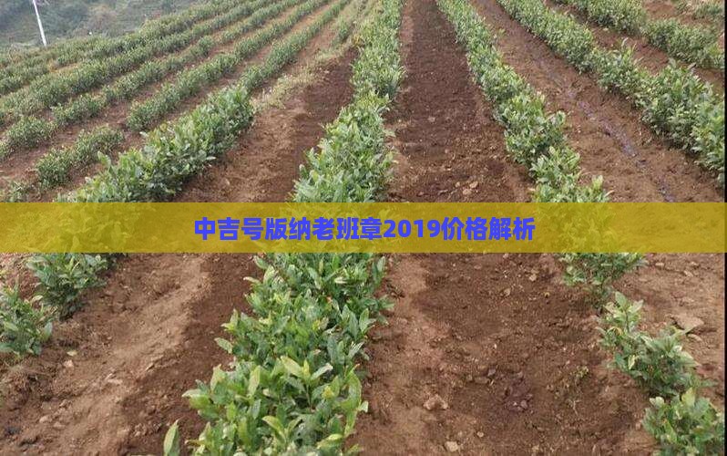 中吉号版纳老班章2019价格解析