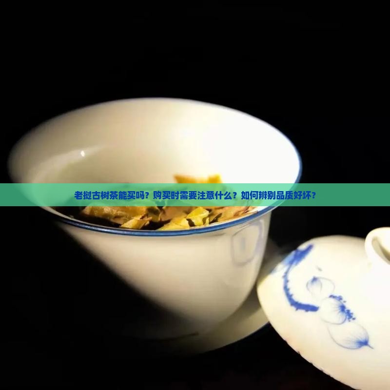 老挝古树茶能买吗？购买时需要注意什么？如何辨别品质好坏？