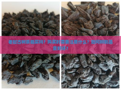 老挝古树茶能买吗？购买时需要注意什么？如何辨别品质好坏？