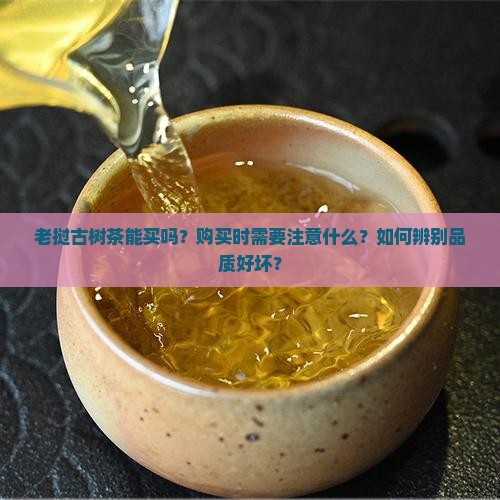 老挝古树茶能买吗？购买时需要注意什么？如何辨别品质好坏？