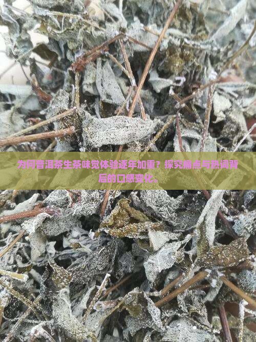 为何普洱茶生茶味觉体验逐年加重？探究痛点与热词背后的口感变化。