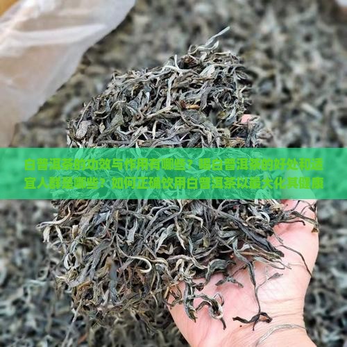 白普洱茶的功效与作用有哪些？喝白普洱茶的好处和适宜人群是哪些？如何正确饮用白普洱茶以最大化其健康益处？