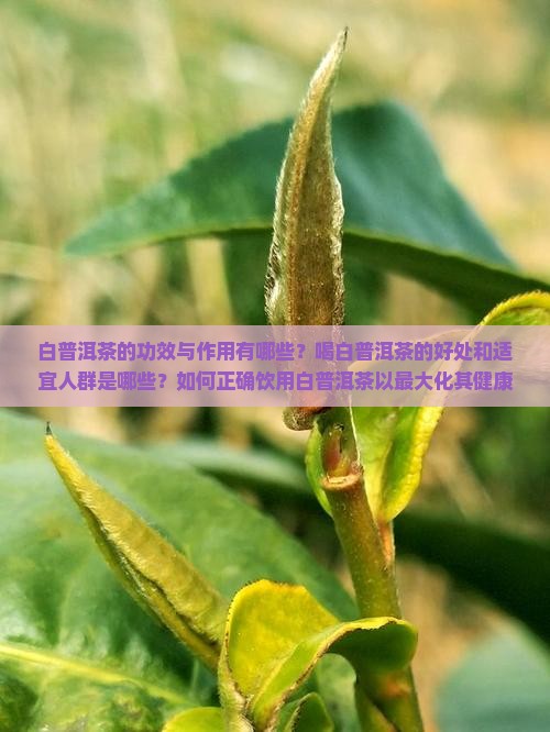 白普洱茶的功效与作用有哪些？喝白普洱茶的好处和适宜人群是哪些？如何正确饮用白普洱茶以最大化其健康益处？
