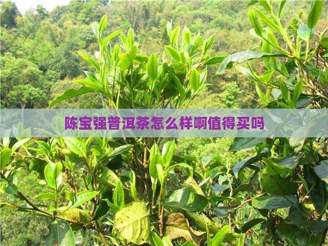 陈宝强普洱茶怎么样啊值得买吗