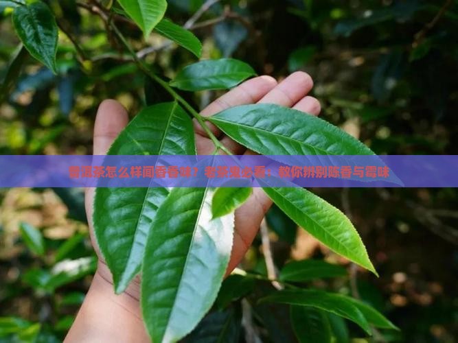 普洱茶怎么样闻香香味？老茶鬼必看：教你辨别陈香与霉味