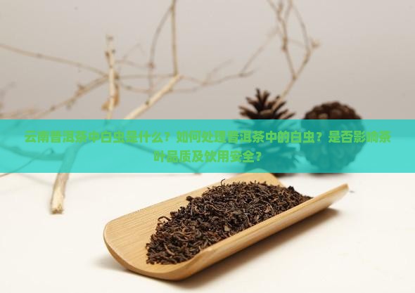 云南普洱茶中白虫是什么？如何处理普洱茶中的白虫？是否影响茶叶品质及饮用安全？