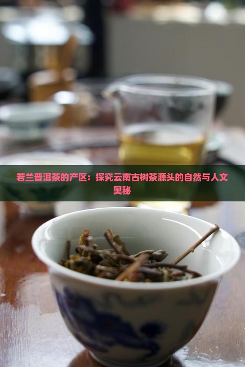若兰普洱茶的产区：探究云南古树茶源头的自然与人文奥秘