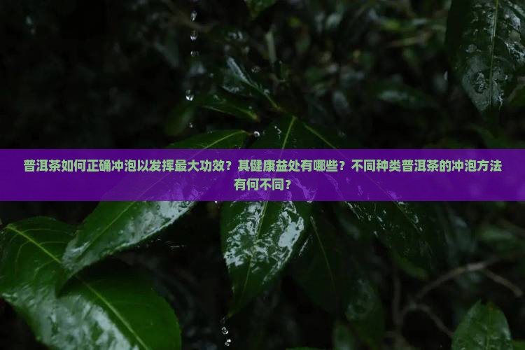 普洱茶如何正确冲泡以发挥最大功效？其健康益处有哪些？不同种类普洱茶的冲泡方法有何不同？