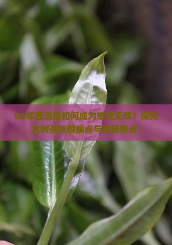 06年普洱茶如何成为举世无双？探究古树茶收藏痛点与市场热点！