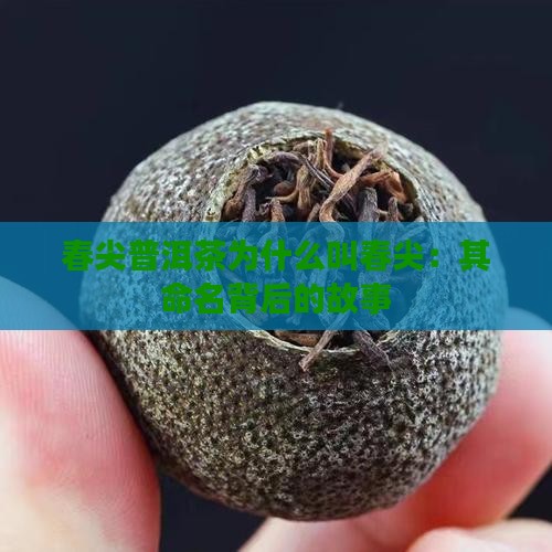 春尖普洱茶为什么叫春尖：其命名背后的故事