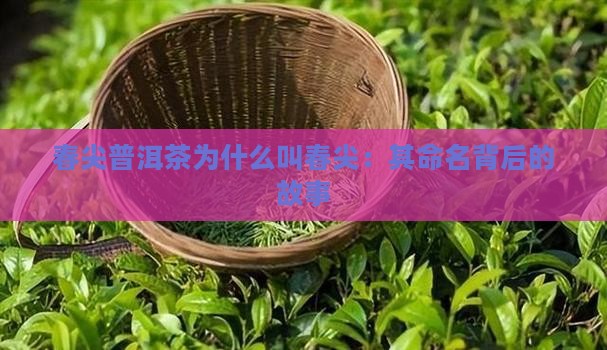 春尖普洱茶为什么叫春尖：其命名背后的故事