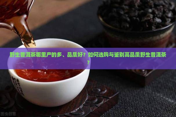 野生普洱茶哪里产的多、品质好？如何选购与鉴别高品质野生普洱茶？