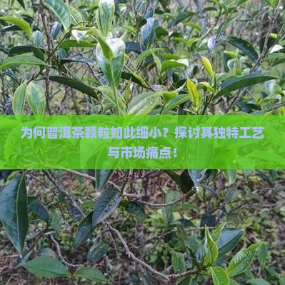为何普洱茶颗粒如此细小？探讨其独特工艺与市场痛点！