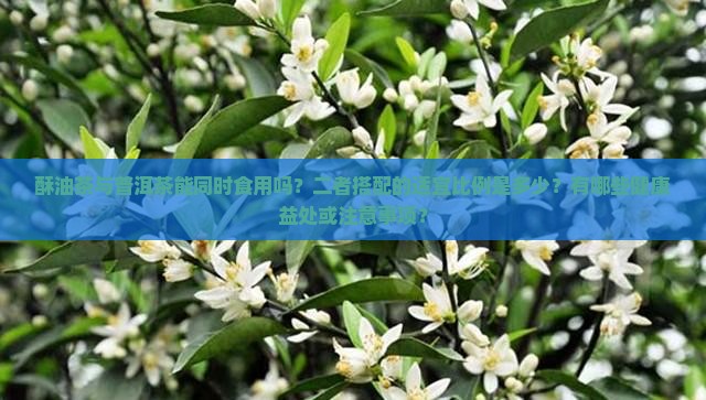 酥油茶与普洱茶能同时食用吗？二者搭配的适宜比例是多少？有哪些健康益处或注意事项？
