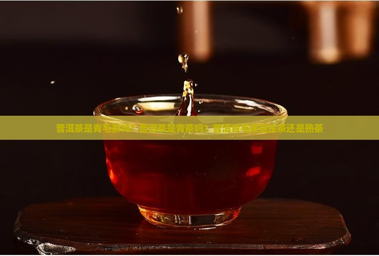 普洱茶是青毛茶吗？普洱茶是青茶吗？普洱青毛茶是生茶还是熟茶