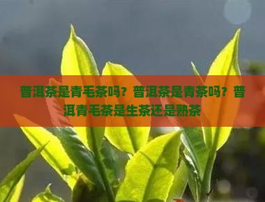 普洱茶是青毛茶吗？普洱茶是青茶吗？普洱青毛茶是生茶还是熟茶