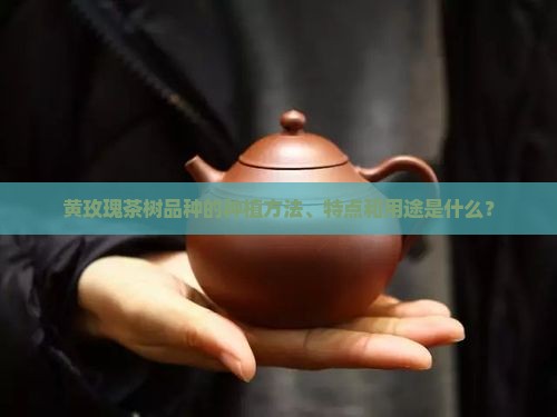 黄玫瑰茶树品种的种植方法、特点和用途是什么？