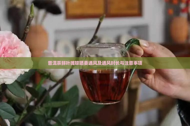 普洱茶鲜叶摊晾晒要通风及通风时长与注意事项