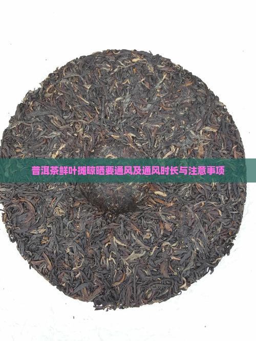 普洱茶鲜叶摊晾晒要通风及通风时长与注意事项