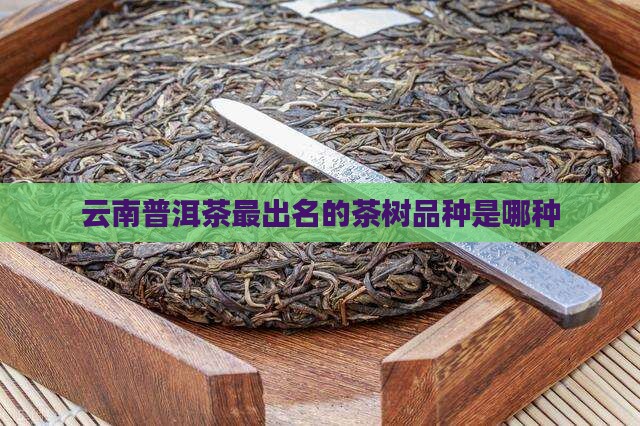 云南普洱茶最出名的茶树品种是哪种