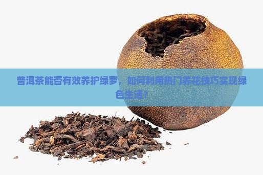 普洱茶能否有效养护绿萝，如何利用热门养花技巧实现绿色生活？