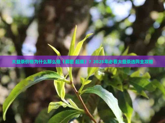 大益茶价格为什么那么低