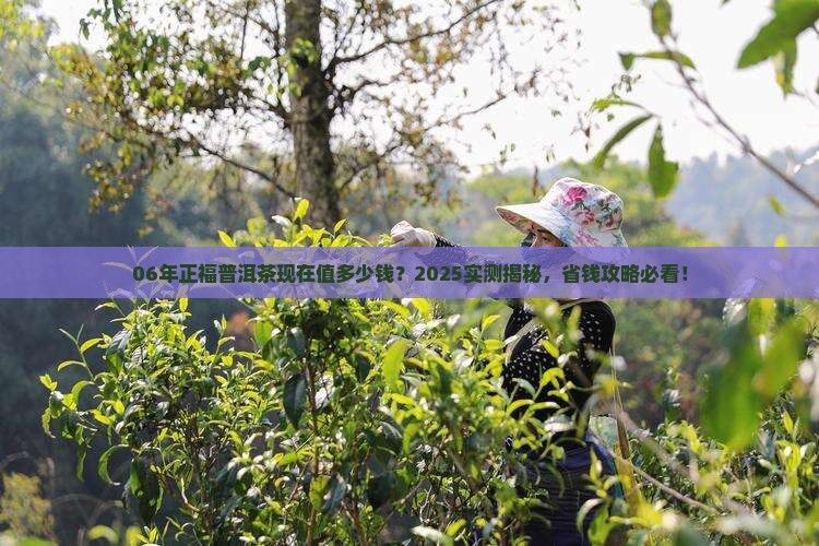 06年的正福普洱茶值钱吗