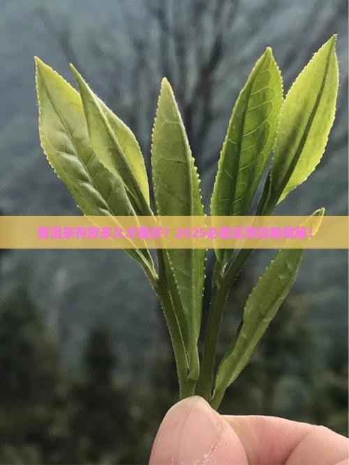普洱茶存放长短不一样