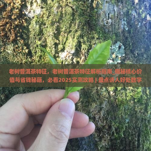 老树普洱茶特征