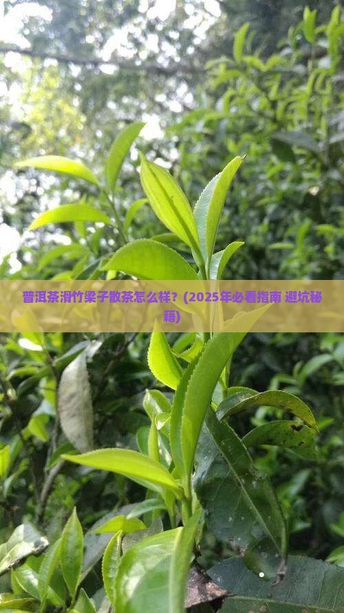 普洱茶滑竹梁子散茶