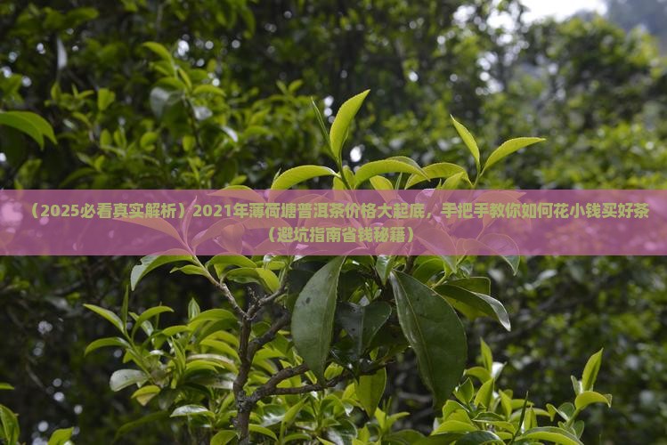 薄荷塘普洱茶价格2021