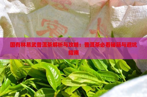 国有林易武普洱茶