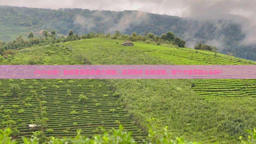 版纳普洱茶哪个好
