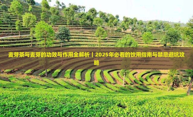 麦芽茶的功效与作用及禁忌