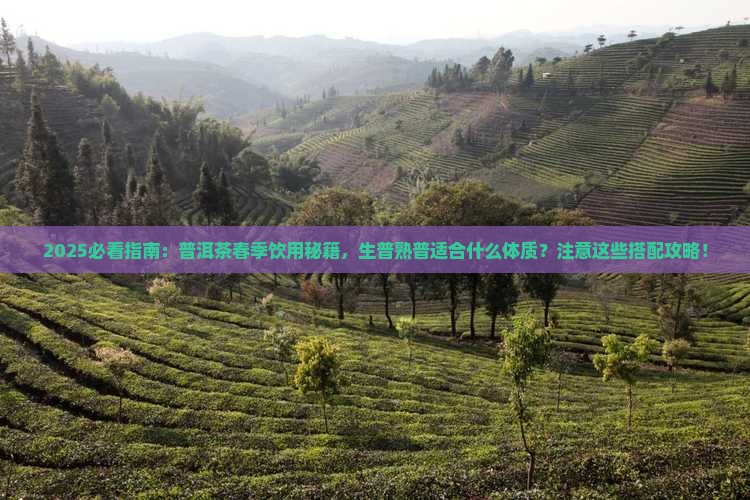 普洱茶春天喝吗
