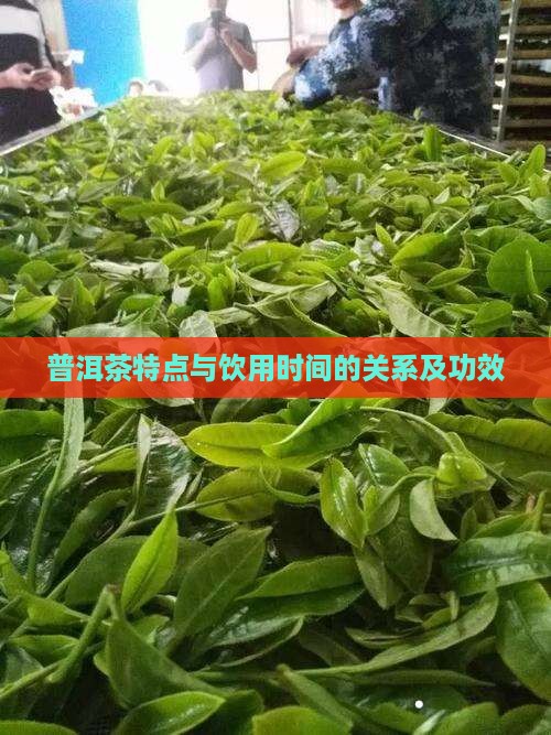 普洱茶特点与饮用时间