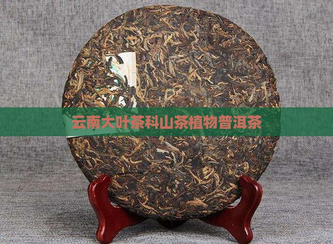大叶茶种普洱茶