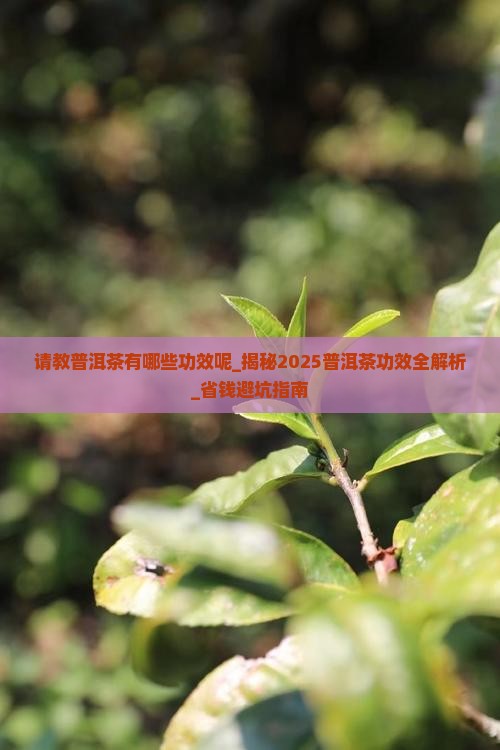 请教普洱茶有哪些功效呢