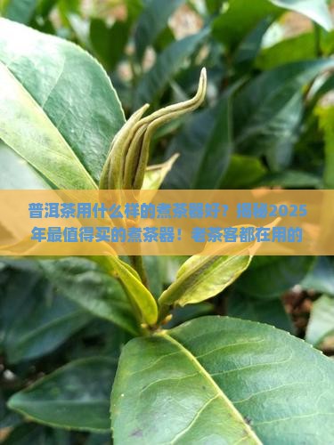 普洱茶用什么样的煮茶器好