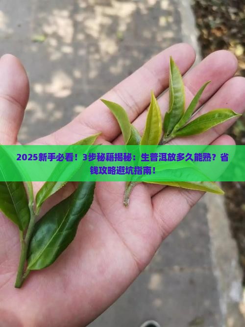 生普洱放成熟普洱茶