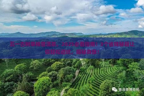 五一古树单株普洱茶