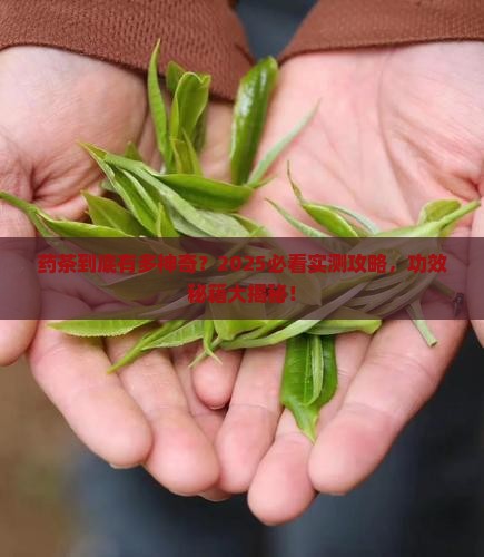 药茶的功效与作用